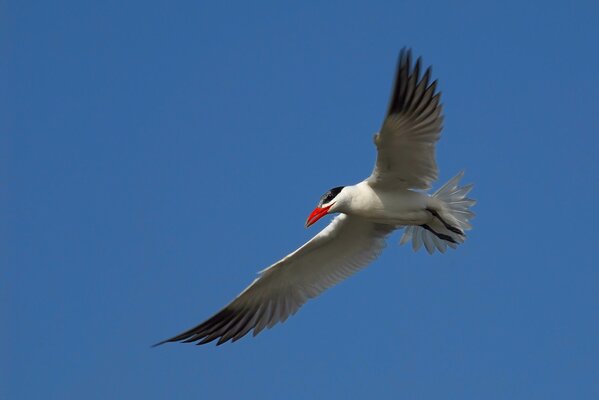 Gaviota con pico rojo en vuelo