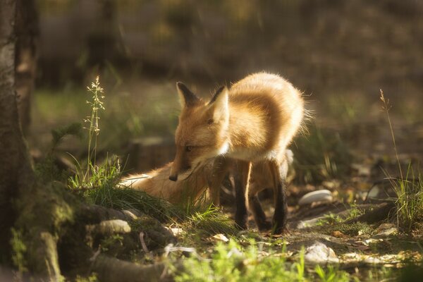 Ein Fuchs in einem Wald in Alaska