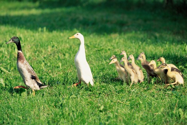 Linda familia de patos en el césped