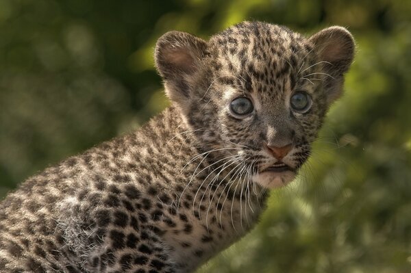 Bezauberndes Leopardenjunges