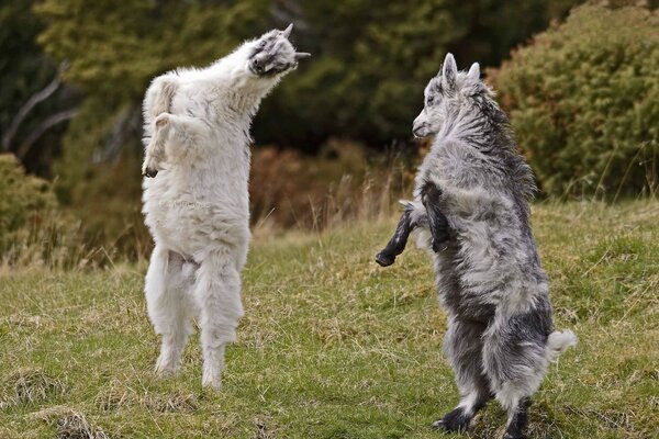The dance of fluffy mountain goats