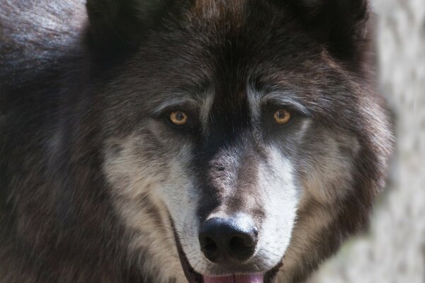 A huge wolf in Alaska