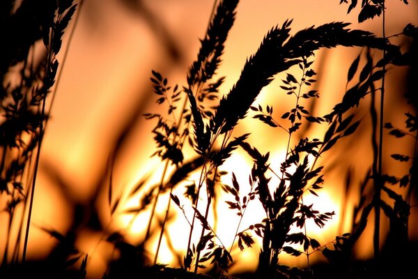 Gras bei Sonnenuntergang