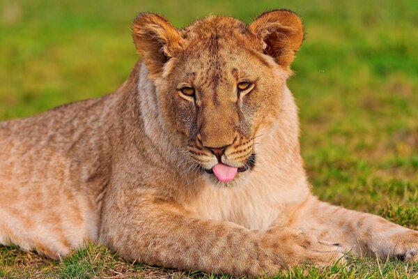 Lionne heureuse allongée sur l herbe