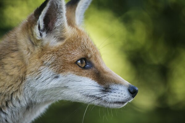 A fox s sensitive look in profile