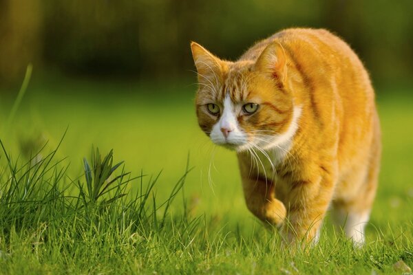 A cat walks on the green grass in summer