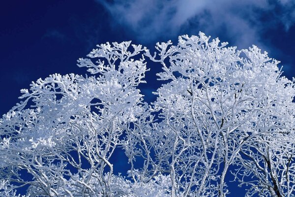 A snow-covered tree against the background of the night sky