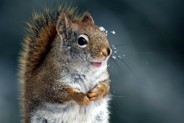 Fluffy squirrel in the snow in winter