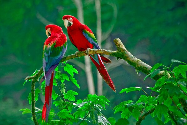 Dos hermosos loros sentados en un árbol