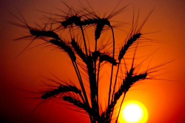 Rye ears and sunset