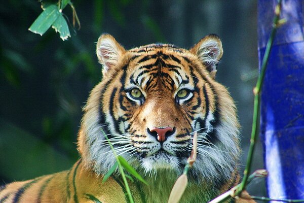Schöner Tiger im Hintergrund der Natur