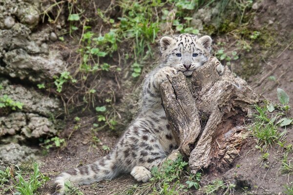 Chat mignon près de la souche