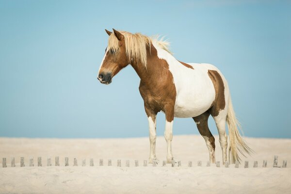 Spotted horse on a desert background