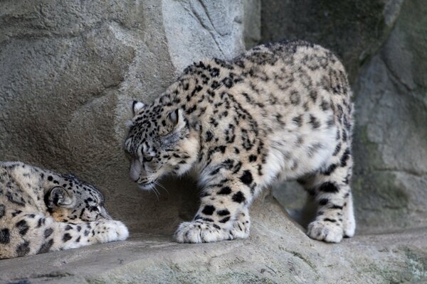 Los gatos salvajes descansan en las rocas