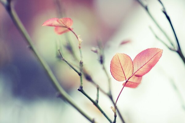 There are few red leaves on the branch