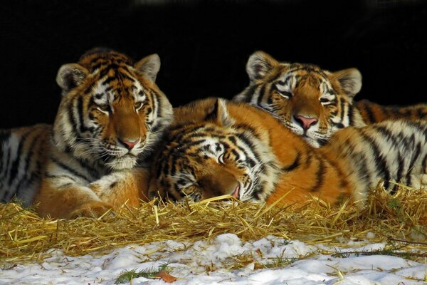 Descanso de tigres en el heno