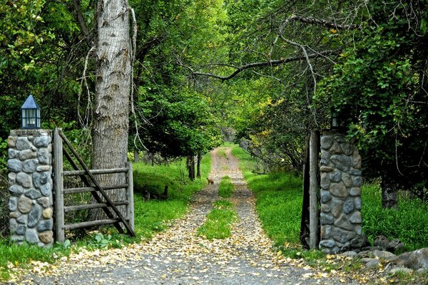 Route avec une porte dans la forêt