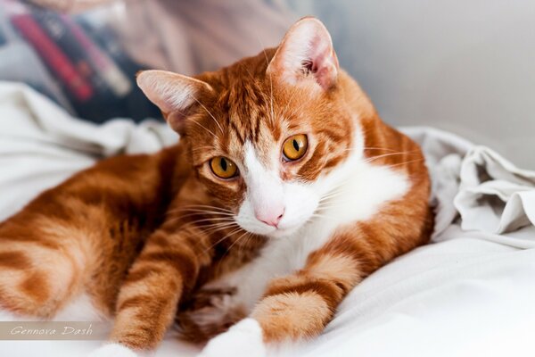 A ginger cat basking in bed