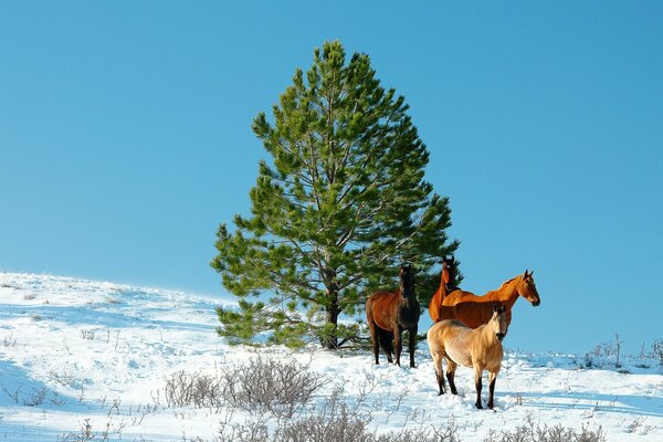Horses in winter near a fir tree