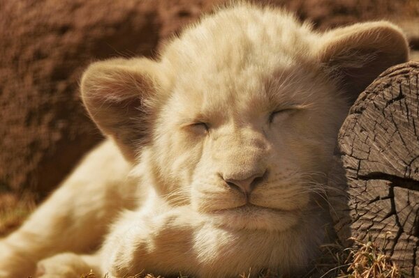 The lion cub sleeps sweetly in the sun