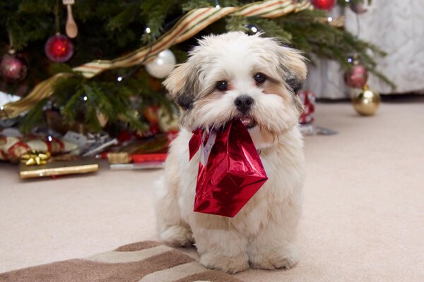 Petit chien blanc portant un cadeau de Noël dans les dents