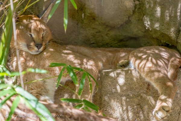 Дикая кошка отдыхает в тени под листвой