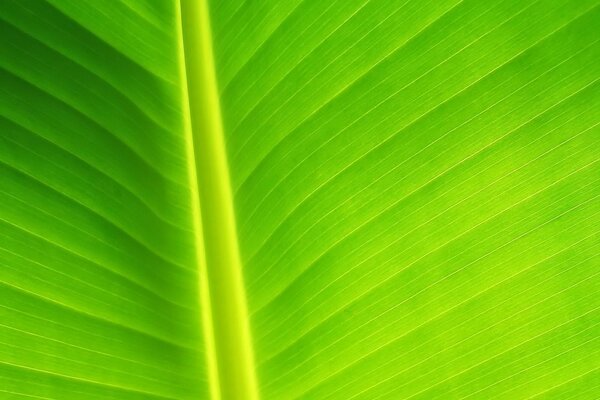 Clear lines on a green sheet