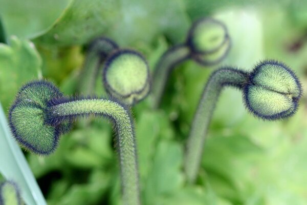 Plantas verdes con espinas