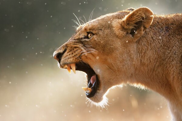 La lionne a des dents pointues