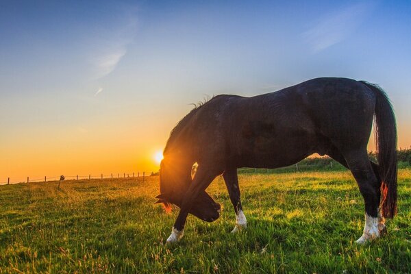 Cheval paissant sur fond de soleil couchant