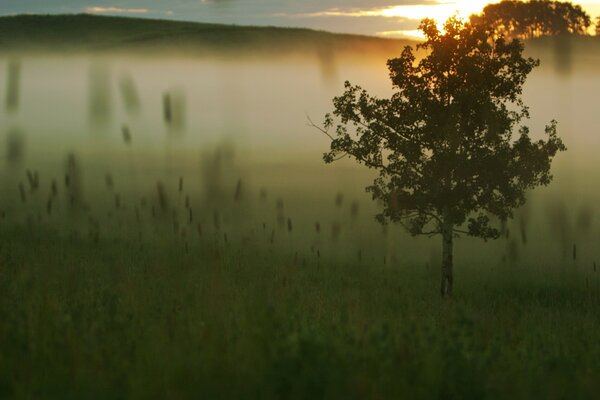 Turf and grass in the evening fog