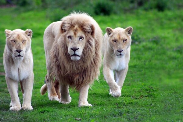 Lion pride in nature