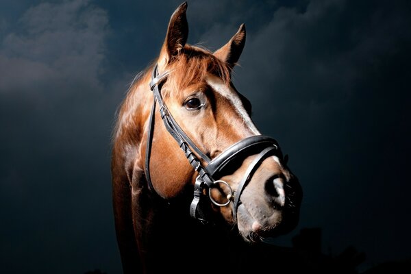 A bay horse on a dark background