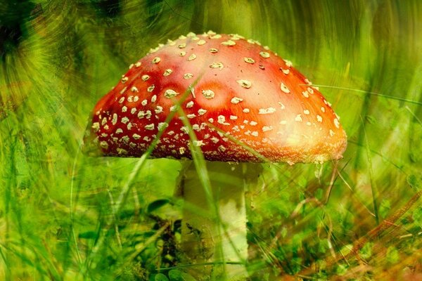 Muy hermosa Amanita fabulosa