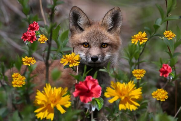 Fox Foto tema foresta m natura