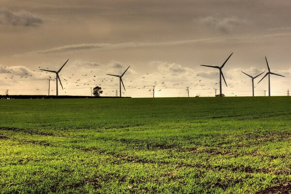 Windmills in a field with birds