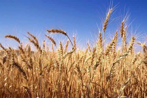 Fondo de pantalla de campo con espigas