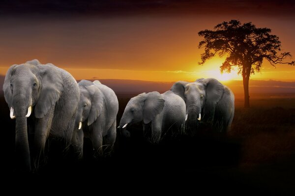 Elegantes elefantes bajo la Puesta del sol