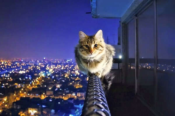 Chat assis sur la balustrade sur le fond des lumières de la ville de nuit