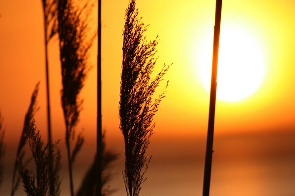 Hierba al atardecer