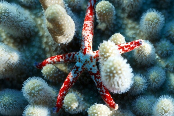 Морская звезда лежит на кораллах