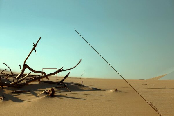 Tree branches on the sand