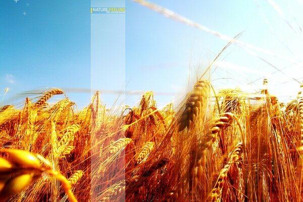 Ein Weizenfeld und ein sanft blauer Himmel