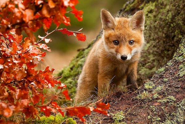 Lindo zorro entre el bosque de otoño