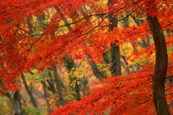 Fondo de pantalla de árbol de otoño japonés