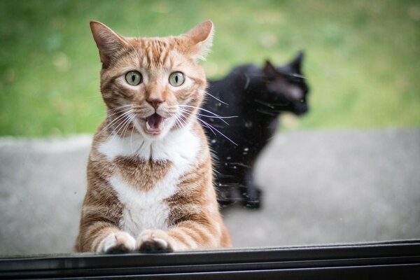 Deux chats, roux et noir, à l extérieur de la fenêtre