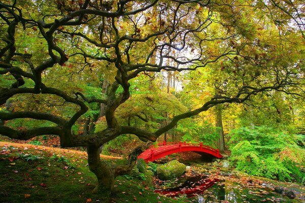 A tree next to a bridge in New York