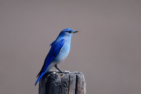 Oiseau bleu sur une souche grise