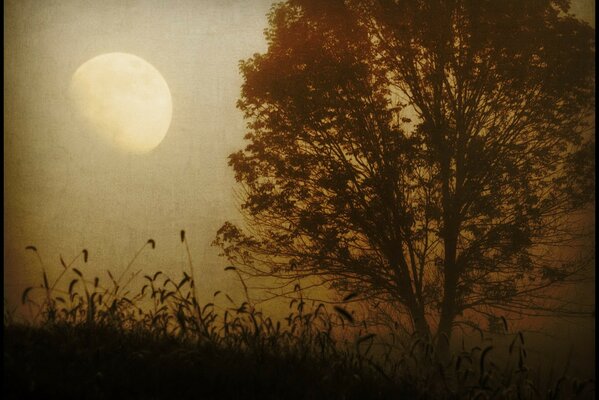 Un árbol en una bruma brumosa. Efecto sepia