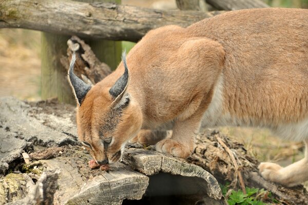 Cazando un lince hambriento otoñocot que se parece